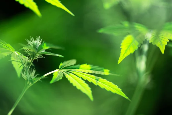 大麻的新鲜绿叶紧密相连 医用大麻种植概念 — 图库照片