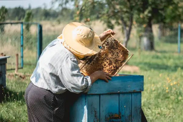 Imker Inspizieren Ein Wabengestell Voller Bienen Und Honig Imkerstand Sommergarten — Stockfoto