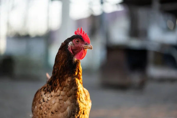 Kırsal Alanda Açık Kahverengi Tavuk Hayvan Fotoğrafçılığı — Stok fotoğraf