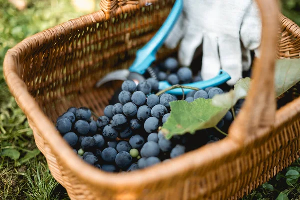 Bunches Fresh Blue Grapes Basket Vineyard Viticulture Winemaking Concept — Stock Photo, Image