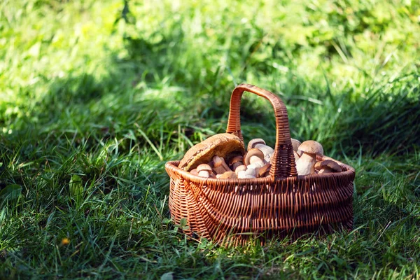 Basket Edible White Mushrooms Green Grass Boletus Edulis Collecting Porcini — Stock Photo, Image