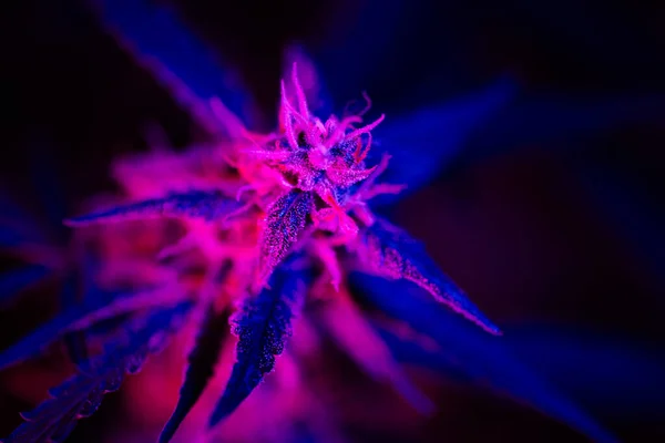 在黑色背景上有紫色粉红的大麻芽 花冠和大麻芽在紫光下开花 医疗大麻种植概念 — 图库照片