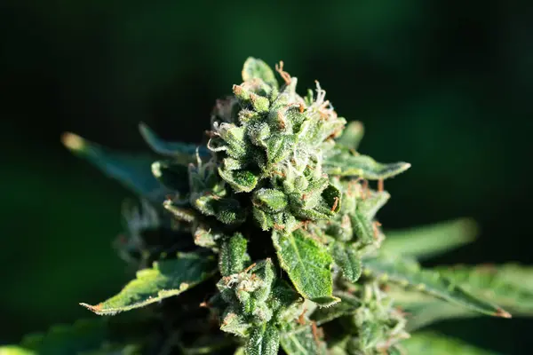 Brote Floreciente Cannabis Concepto Cultivo Cannabis Medicinal — Foto de Stock