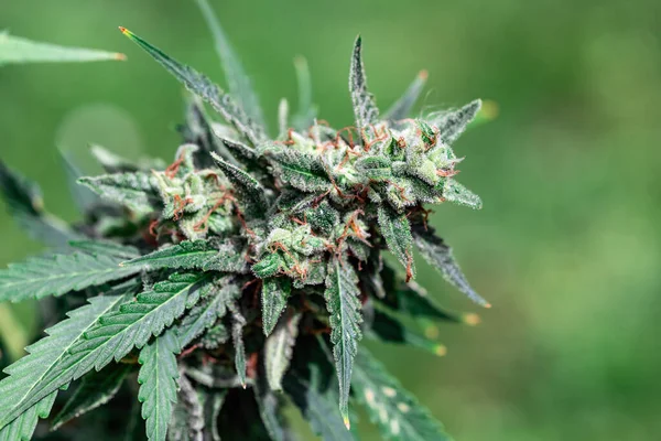 大麻サティバの芽を咲かせるマクロショット トリコメスとマリファナの花の毛 医療大麻育成コンセプト — ストック写真