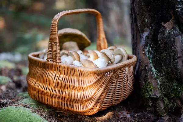 Ormanda, eski çam ağacının yanında yenilebilir porcini mantarlı sepet. Boletus edulis. Ormanda mantar topluyorum.