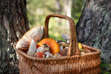 Ormanda, yaşlı çam ağaçlarının yanında farklı mantarlı sepet. Akarik, Porcini, Chanterelle. Ormanda mantar topluyorum.