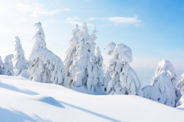 Dağlık bir ortamda kar örtülü çam ağaçları sergilenen kışlık bir tablo. Kış dağları manzarası