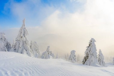 Karlı ağaçlar ve sisli bulutlarla muhteşem kış manzarası