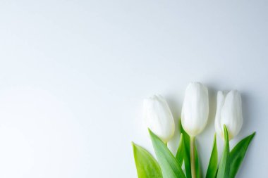 Beyaz kağıt üzerinde beyaz lale çiçekleri. Paskalya ve bahar arkaplanı