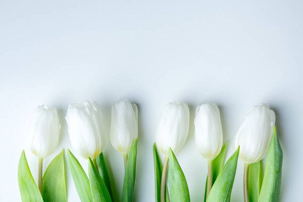 Белые цветы тюльпана подряд на белой бумаге. Пасха и весенний фон