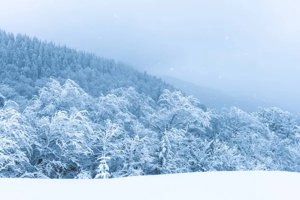 Bosque Nevado Después Tormenta Nieve Invierno Las Montañas —  Fotos de Stock