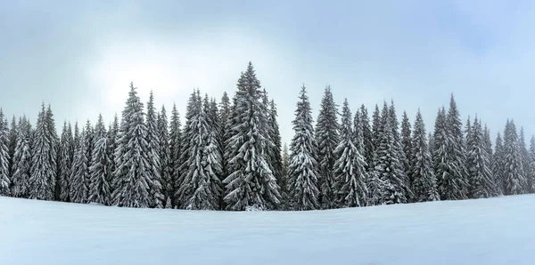 Pittoresk Vinterscen Som Visar Snötäckta Granar Bergsglänta Vinterberg Landskap Panorama — Stockfoto