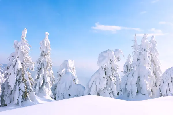 一种冬季的桌布 其特点是在雪地覆盖的高山雪地上的针叶树 冬季山区景观 — 图库照片