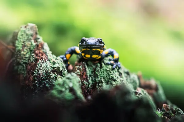 Spotted Adult Fire Salamander Old Mossy Tree Stump Autumn Forest — Stock Photo, Image
