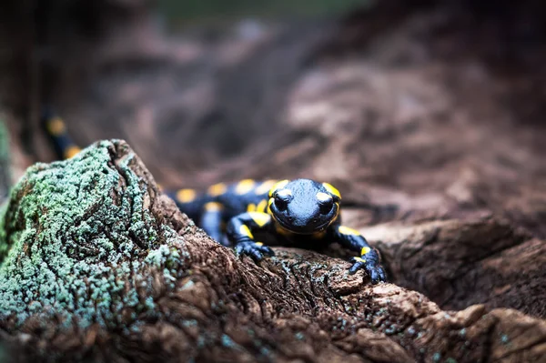 Salamandre Maculée Distingue Sur Tronc Arbre Couvert Mousse Dans Forêt — Photo