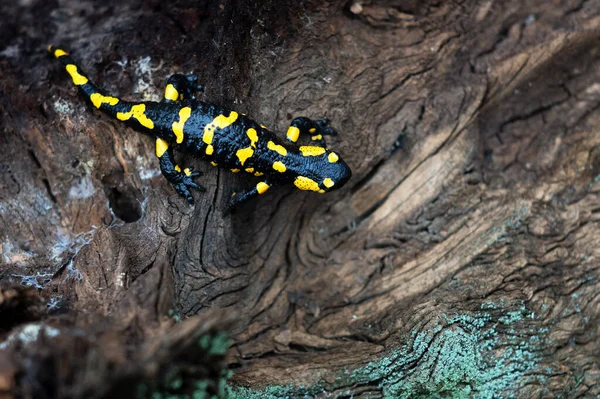 Höstskogen Vilar Fläckig Salamander Graciöst Vittrad Stubbe Prydd Med Mossa — Stockfoto