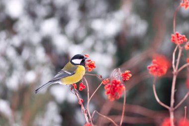 Yellow tit bird on colorful guelder rose twig. Bird photography