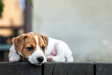 Evinin yakınındaki ahşap terasta üzgün gözlü Minik Jack Russel Teriyer köpeği. Köpekler ve ev hayvanları fotoğrafçılığı.