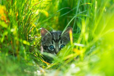 Bahçedeki yeşil çimlerde avlanan mavi evetlerle küçük gri kedi yavrusu. Hayvan ve hayvan fotoğrafçılığı.