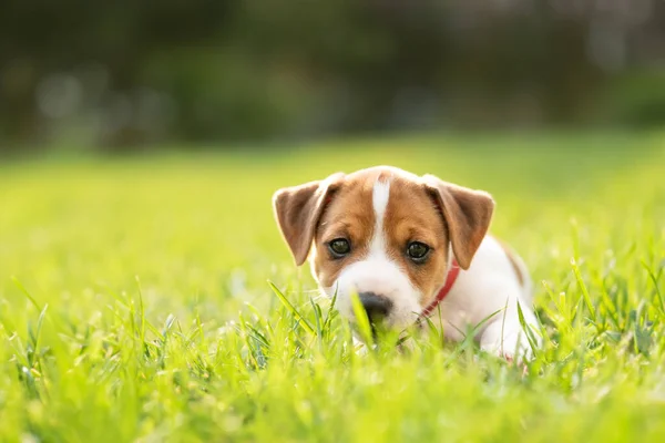 小さなジャック ラッセル テリアの子犬が緑の草の上に横たわっています 犬とペットの写真 — ストック写真