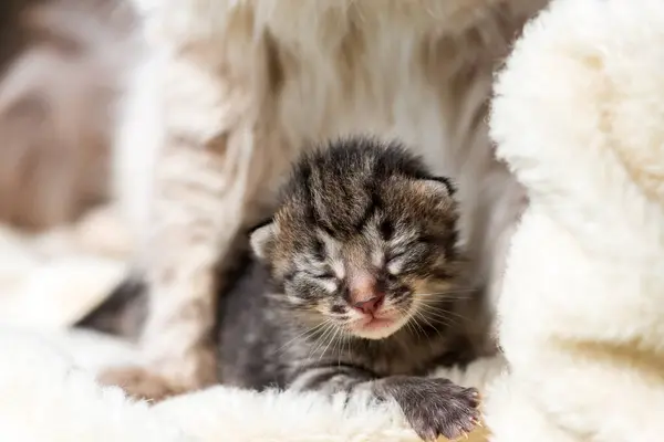 Mały Ślepy Kotek Bliską Matką Koty Potomstwo Przytulnym Białym Dywanie — Zdjęcie stockowe