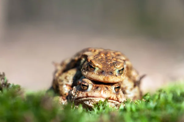 Couple Frog Having Sex Mating Season Frogs Amphibian Reproduction — Stock Photo, Image