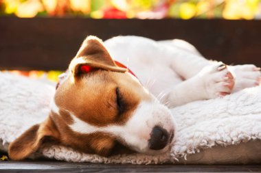 Jack Russell Teriyer köpeği beyaz halıda, ahşap terasta. Yaklaş. Köpekler ve ev hayvanları fotoğrafçılığı.