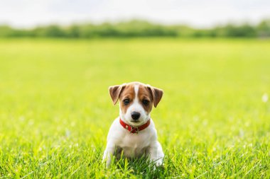 Yeşil çimlerde küçük bir Jack Russel Terrier köpeği. Köpekler ve ev hayvanları fotoğrafçılığı.