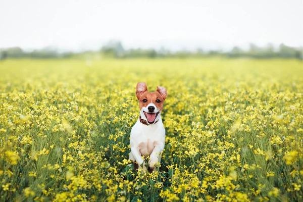 Funny Jack Russel Terrier Puppy Jumping Yellow Rape Flowers Field — Stock Photo, Image