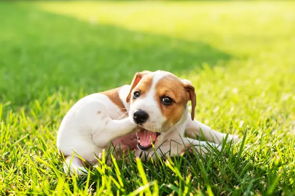 面白いジャック ラッセル テリアの子犬が裏庭の緑の芝生で足を食べている 犬とペットの写真 — ストック写真