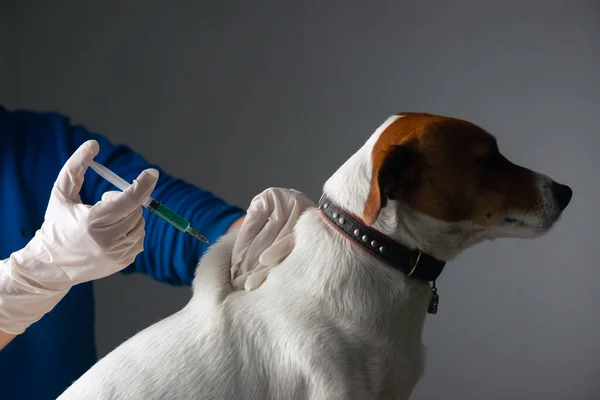 Adult Jack Russell Terrier dog injecting vaccine by vet doctor. Veterinary healthcare concept