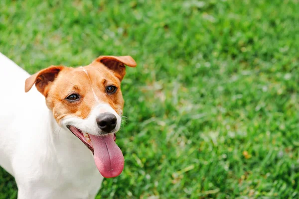 Adult Jack Russel Terrier Puppy Green Lawn His Tongue Hanging — Stock Photo, Image