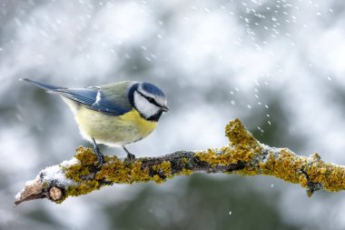 Small blue tit bird with yellow belly on tree twig during snow falling closeup. Birds photography