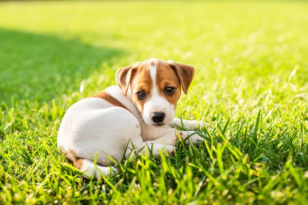 İki aylık Jack Russel Terrier köpeği arka bahçede yeşil çimlerin üzerinde yatıyor. Köpekler ve ev hayvanları fotoğrafçılığı.