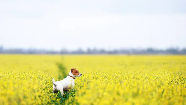 Purebred Jack Russel Terrier Puppy Yellow Rape Flowers Field Hunting — Stock Photo, Image