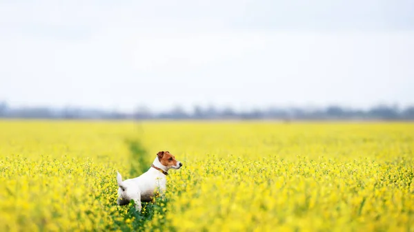 Purebred Jack Russel Terrier Puppy Gele Verkrachting Bloemen Veld Jachthond — Stockfoto