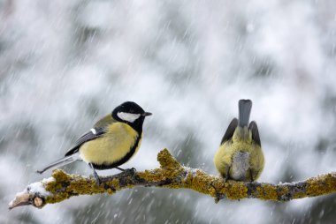 Two tom tit birds with yellow belly on tree twig during snow falling closeup. Birds photography