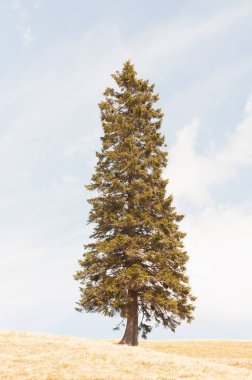 Spring Hills 'te yapayalnız bir köknar ağacı. Arka planda sarı çimenler ve mavi gökyüzü