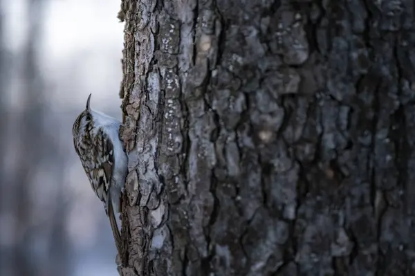 Eurazjatycki Pnącza Certhia Familiaris Łodydze Drzewa Fotografia Ptaków Zdjęcie Stockowe