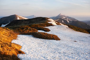 Arka planda portakal çorap ve karlı dağlarla çimenli tepelerin manzarası. Dramatik bahar sahnesi. Peyzaj fotoğrafçılığı