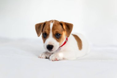 Küçük şirin Jack Russel teriyer köpeği beyaz yatağa uzanıyor.