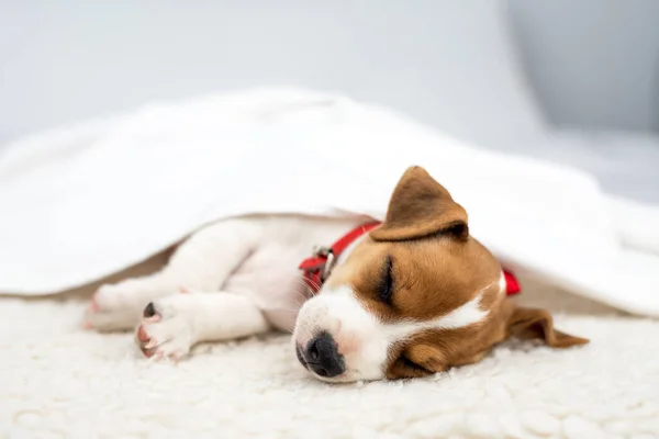 Jack Russell Terrier Welpe Mit Rotem Halsband Schläft Unter Weißem lizenzfreie Stockfotos
