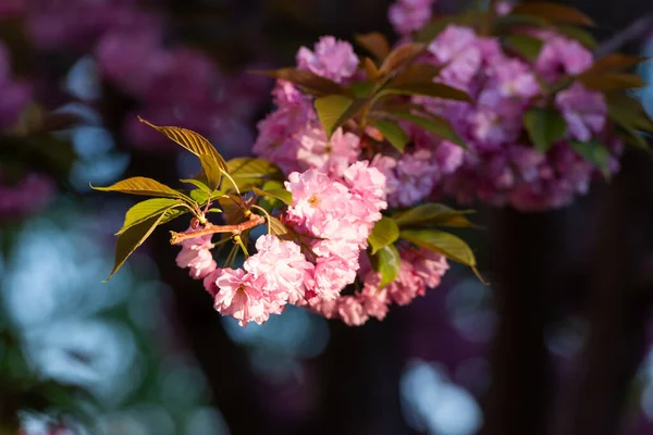 Zweig Eines Blühenden Sakura Baumes Auf Dunklem Hintergrund Hintergrund Natur lizenzfreie Stockbilder