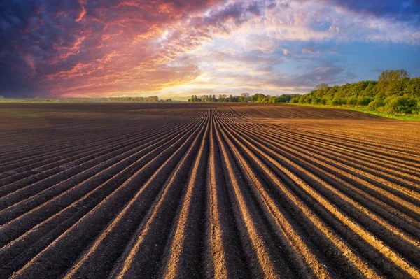 Agricultural Field Even Rows Spring Growing Potatoes Purple Sunset Clouds — Stock Photo, Image