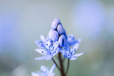 Bahar otlağında Macro shot mavi çiçek goncası. Bahar zamanı ilk kır çiçekleri. Doğal arkaplan