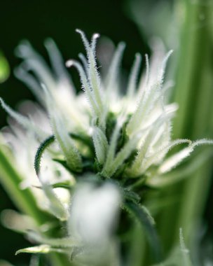 Çiçek açan kenevir indica sativa dişi tomurcuğunun yakın çekimi. Üçlü marihuana tomurcuğu saçı. Tıbbi esrar yetiştiriyor. Makro çekim