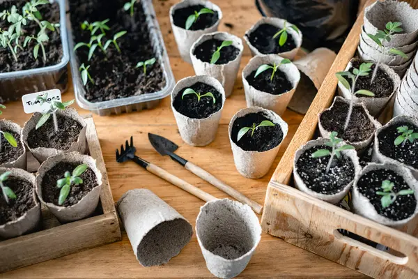 Semis Tomates Poivre Dans Des Tasses Tourbe Préparation Des Plantes — Photo