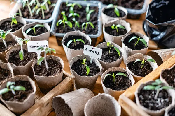 Plántulas Tomate Pimienta Tazas Turba Preparación Plantas Para Cultivo Campo — Foto de Stock