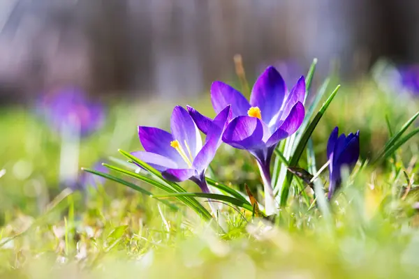 Macro Shot Purple Spring Crocus Flowers Green Meadow Closeup Nature — Stock Photo, Image