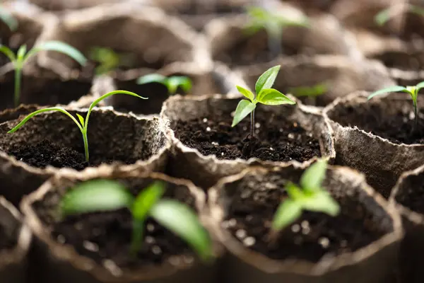 Acı Biber Tohumları Bezelye Bardakları Bitkileri Açık Arazide Büyümeye Hazırlıyorum — Stok fotoğraf